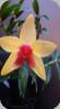 Dendrobium cuthbertsonii x sulawesiense